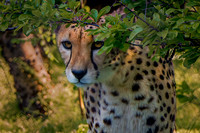 Fossil Rim Wildlife 2026