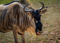 Wildebeest
