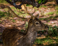 Fallow Deer