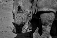 Rhinos (1 of 2)