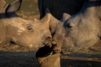 Rhinos (2 of 2)