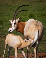 Scimitar-Horned Oryx