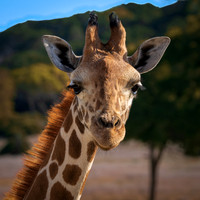 Giraffe (1 of 5)