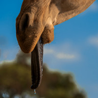 Giraffe (2 of 5)