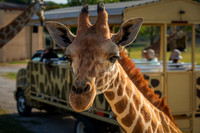 Giraffe (4 of 5)