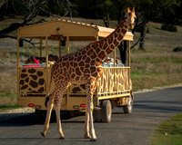 Giraffe (5 of 5)