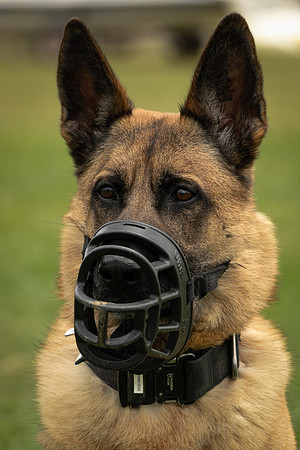 Marine Corps K-9 Dino at Sylvan Beach Park