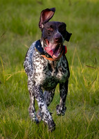 Kimber