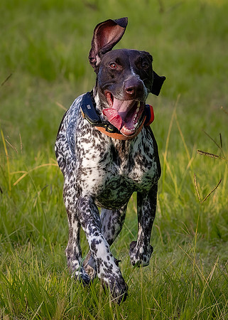 Kimber