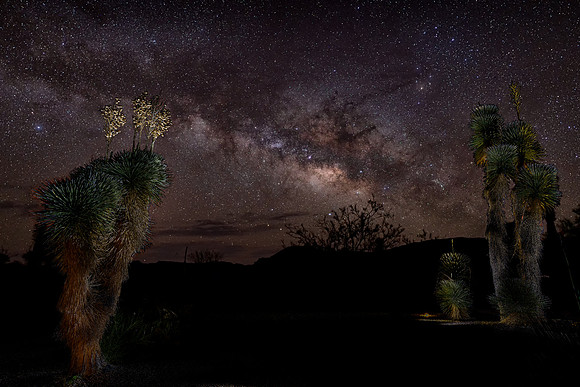 Milky Way and Giant Dagger Yucca (Warnock Visitor Center Big Bend State Park)