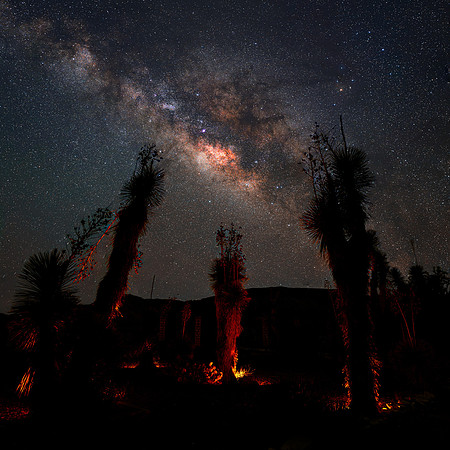 The Milky Way & Spanish Daggers