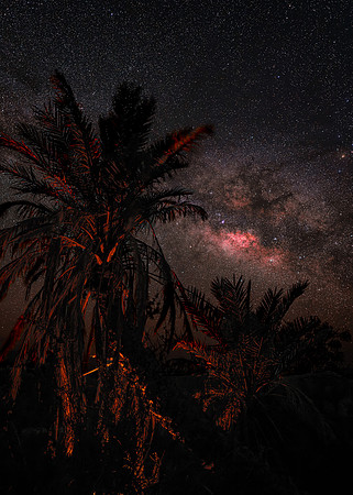 Milky Way & Palm Trees at Dugout Wells, Big Bend NP